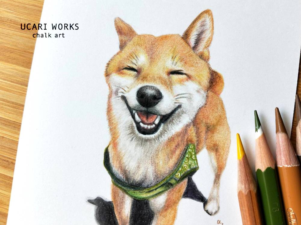 色鉛筆画　柴犬